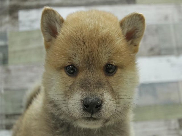 鳥取県の柴犬(標準サイズ) (ペッツワンFC鳥取店/2024年11月17日生まれ/男の子/赤)の子犬